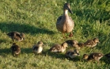 We Had Quite A Few Duck Families Doing The Seasonal Camping